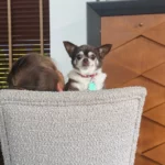 Jak wybrać meble przyjazne zwierzętom