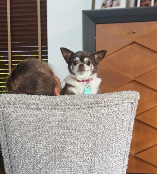 Jak wybrać meble przyjazne zwierzętom